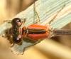 Ischnura sp.